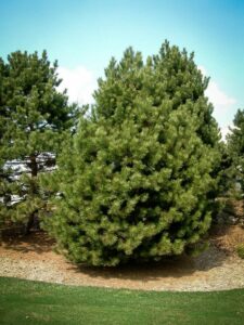 Сосна Чёрная (Pinus Nigra) купить по цене от 270.00р. в интернет-магазине «Посадика» с доставкой почтой в в Майкопе и по всей России – [изображение №1].