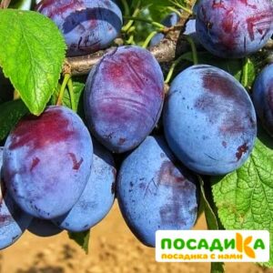 Слива Чачакская ранняя купить по цене от 229.00р. в интернет-магазине «Посадика» с доставкой почтой в в Майкопе и по всей России – [изображение №1].