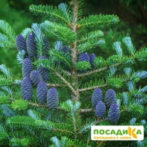 Пихта корейская (Abies koreana) купить по цене от 450.00р. в интернет-магазине «Посадика» с доставкой почтой в в Майкопе и по всей России – [изображение №1].