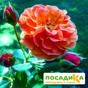 Роза Арабия купить по цене от 350.00р. в интернет-магазине «Посадика» с доставкой почтой в в Майкопе и по всей России – [изображение №1].