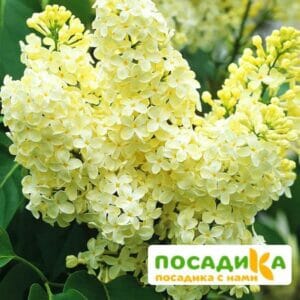 Сирень Примроуз (Primrose) купить по цене от 529.00р. в интернет-магазине «Посадика» с доставкой почтой в в Майкопе и по всей России – [изображение №1].