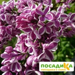 Сирень Сенсация купить по цене от 529.00р. в интернет-магазине «Посадика» с доставкой почтой в в Майкопе и по всей России – [изображение №1].