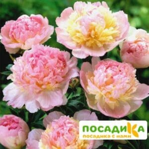 Пион Распберри Сандей (Paeonia Raspberry Sundae) купить по цене от 959р. в интернет-магазине «Посадика» с доставкой почтой в в Майкопе и по всей России – [изображение №1].