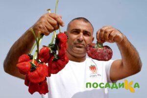 Клубника Гигант Джорнея купить по цене от 266р. в интернет-магазине «Посадика» с доставкой почтой в в Майкопе и по всей России – [изображение №1].