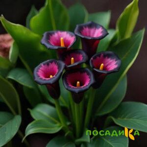 Калла Аура Лейс купить по цене от 400р. в интернет-магазине «Посадика» с доставкой почтой в в Майкопе и по всей России – [изображение №1].