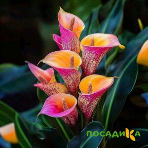 Калла Оникс купить по цене от 450р. в интернет-магазине «Посадика» с доставкой почтой в в Майкопе и по всей России – [изображение №1].