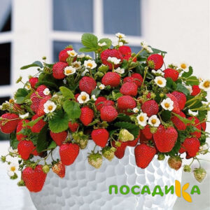 Клубника Рубиновый Шепот (горшечная) купить по цене от 240р. в интернет-магазине «Посадика» с доставкой почтой в в Майкопе и по всей России – [изображение №1].