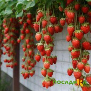 Клубника вьющаяся Комплимент купить по цене от 470р. в интернет-магазине «Посадика» с доставкой почтой в в Майкопе и по всей России – [изображение №1].