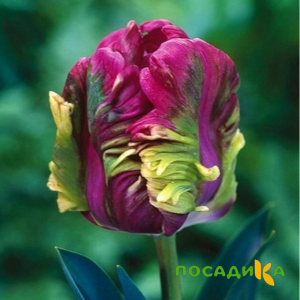 Тюльпан Экзотик Хэвен купить по цене от 186р. в интернет-магазине «Посадика» с доставкой почтой в в Майкопе и по всей России – [изображение №1].