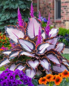 Хоста Кримэн Дрим купить по цене от 549р. в интернет-магазине «Посадика» с доставкой почтой в в Майкопе и по всей России – [изображение №1].