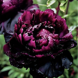 Пион Темный Сад купить по цене от 421р. в интернет-магазине «Посадика» с доставкой почтой в в Майкопе и по всей России – [изображение №1].