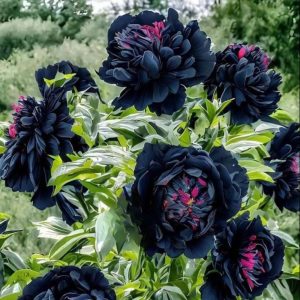 Пион древовидный Сердце Афродиты купить по цене от 600р. в интернет-магазине «Посадика» с доставкой почтой в в Майкопе и по всей России – [изображение №1].