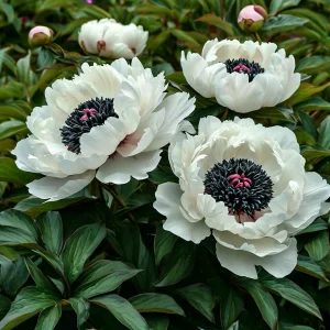 Пион Инк Эн купить по цене от 429р. в интернет-магазине «Посадика» с доставкой почтой в в Майкопе и по всей России – [изображение №1].