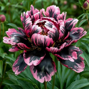 Пион Дроп Руби купить по цене от 469р. в интернет-магазине «Посадика» с доставкой почтой в в Майкопе и по всей России – [изображение №1].