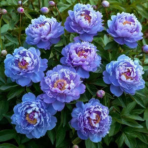 Пион Голубой лотос купить по цене от 590р. в интернет-магазине «Посадика» с доставкой почтой в в Майкопе и по всей России – [изображение №1].