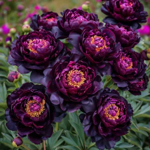 Пион Индиго Блаш купить по цене от 690р. в интернет-магазине «Посадика» с доставкой почтой в в Майкопе и по всей России – [изображение №1].