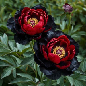 Пион Эбеновый Рубин купить по цене от 419р. в интернет-магазине «Посадика» с доставкой почтой в в Майкопе и по всей России – [изображение №1].