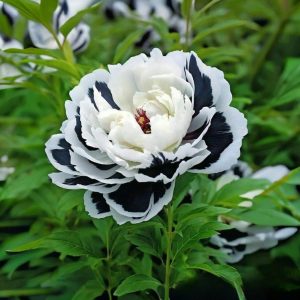 Пион Монохромный Шик купить по цене от 429р. в интернет-магазине «Посадика» с доставкой почтой в в Майкопе и по всей России – [изображение №1].