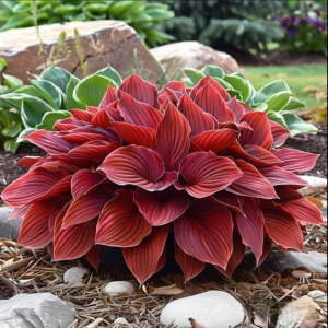 Хоста Малыш Шедевр купить по цене от 421р. в интернет-магазине «Посадика» с доставкой почтой в в Майкопе и по всей России – [изображение №1].